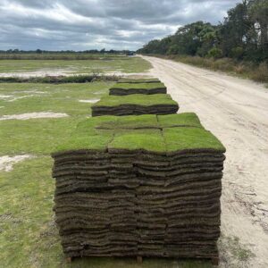 Diamond Zoysia