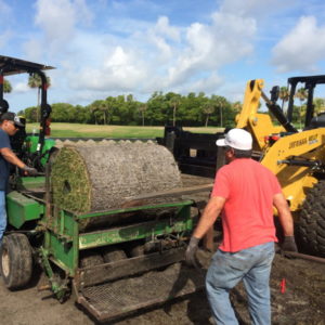 Sprigging1 1024x768
