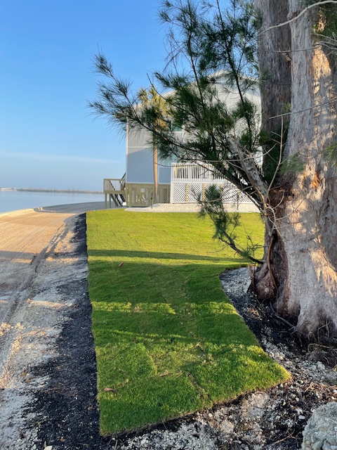 ‘UGP 73’ seashore paspalum SeaScape™ - Image 4